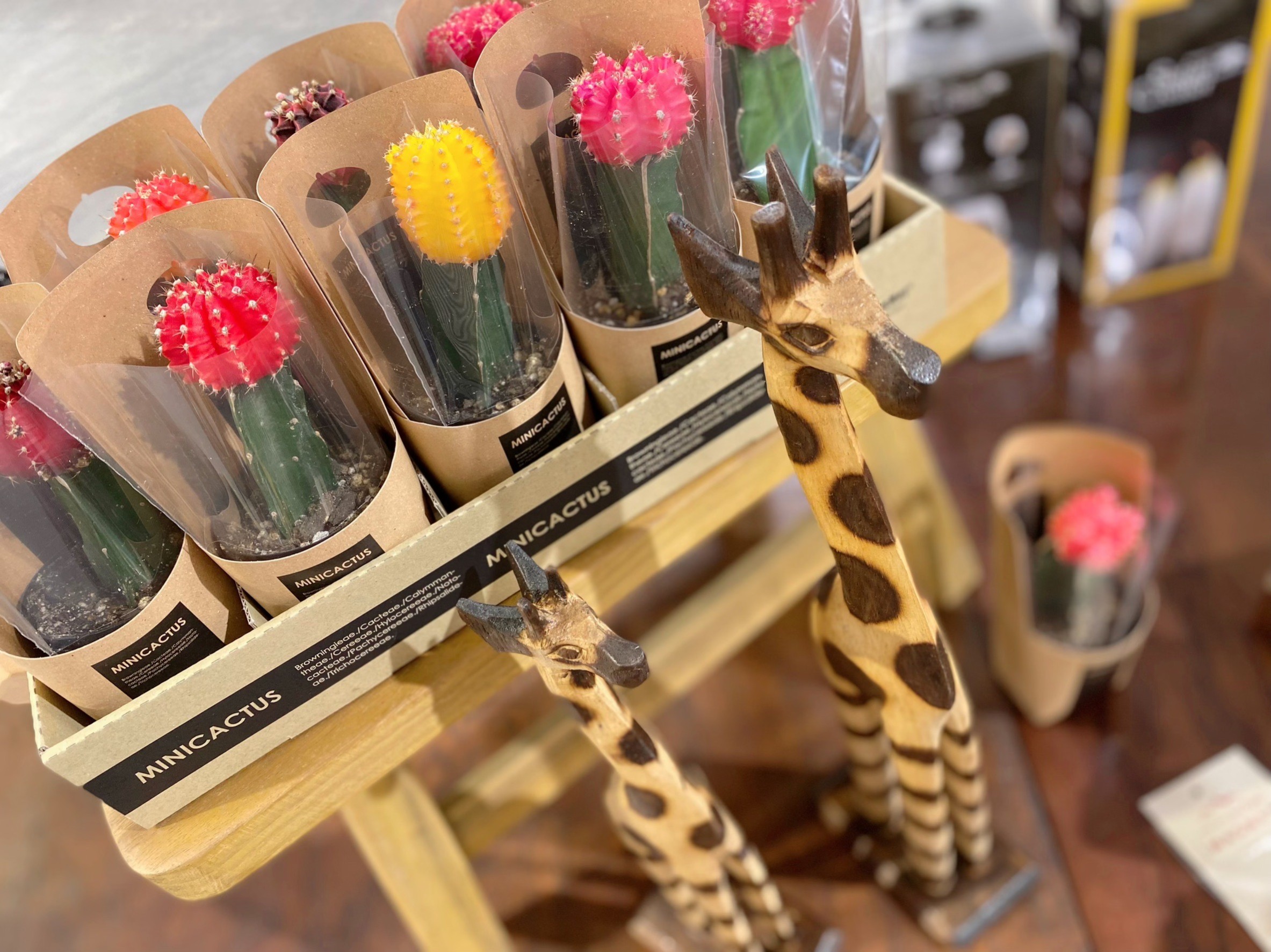 サボテン入荷しましたー🌵✨ | イコアス千城台